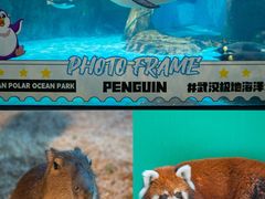 -海合安武汉极地海洋公园