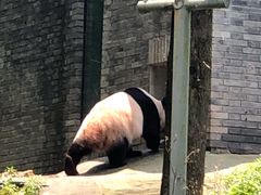 -都江堰中华大熊猫苑