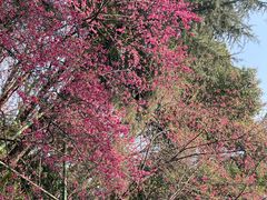 -武汉大学校门牌坊