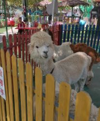 -萌宠亲子动物乐园(槐房万达店)