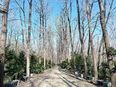 -合肥滨湖国家森林公园