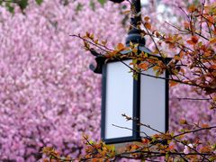-八大山人梅湖景区