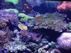 -西雅图水族馆