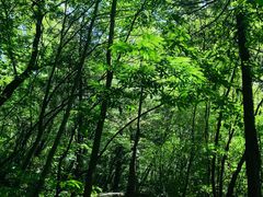 -青峰峡国家森林公园