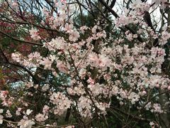 iphone_upload_pic-井之头恩赐公园