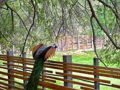 -北京麋鹿生态实验中心