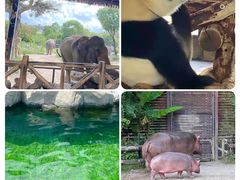 -上海野生动物园