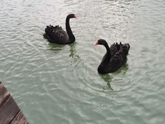 -苏州金鸡湖大酒店