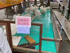 -大鹅岛绿色生态美食园