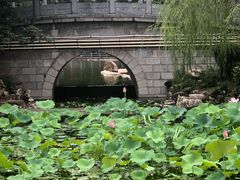 -莲湖公园