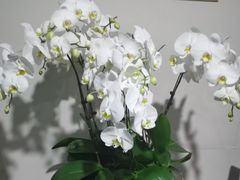 -明湖楼·经典鲁菜山东海鲜(大明湖店)