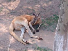 -西霞口神雕山野生动物世界