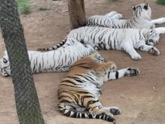 -西霞口神雕山野生动物世界