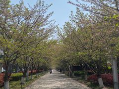 -高东镇樱花园