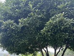 -金水泊山庄·花椒鸡(铁山坪店)