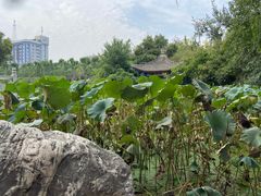 -莲湖公园