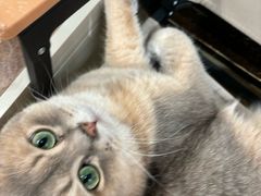 -逗柴咖啡屋·狗咖猫咖宠物桌游