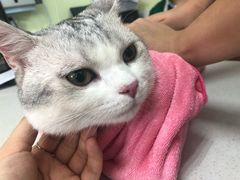 -瑞鹏宠物医院·猫科·宠保定点(梅溪湖分院)