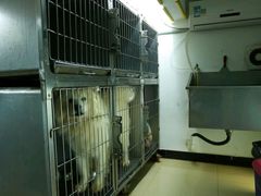 -瑞派动物医院·猫专科·至诚(江南中分院)