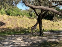 -奥兰多迪士尼动物王国乐园