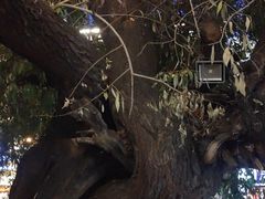 -古树酸奶(八廓南街店)