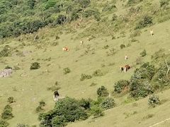 -大姆山草场