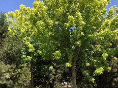 -大兴滨河森林公园