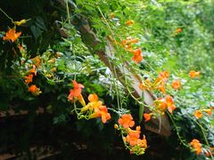 -陈家山荷花公园