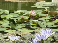 -国家植物园南园