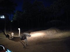 -清迈夜间动物园