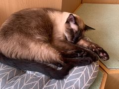 -CAT’S MEWSTAR CAFE·喵星球猫屋(晴湾咖啡店)