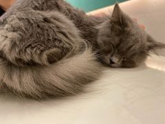 -飞行喵MR PILOT|猫舍·猫咖(静安大融城店)