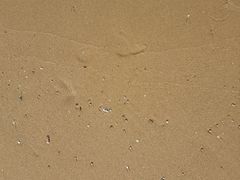 -海南清水湾莱佛士酒店