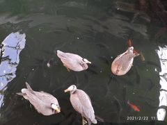 -南宫五洲植物乐园