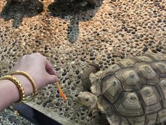 -上海大自然野生昆虫馆(东方明珠·爬宠昆虫探索中心)