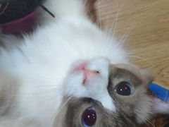 -李小姐の猫咖啡馆(五角场店)