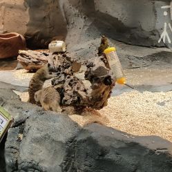 -Zoolung Zoolung动物主题公园(海信广场店)