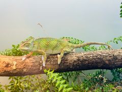 -上海大自然野生昆虫馆(东方明珠·爬宠昆虫探索中心)