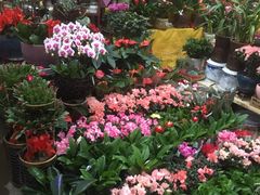 -秦美花卉(天朗·莱茵小城2期店)