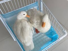 -怪兽屋·羊驼·猫咖·狗咖(俊华广场店)