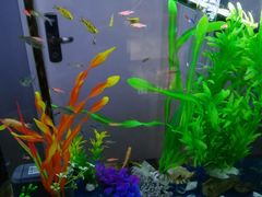 -厦门燕子坞客栈