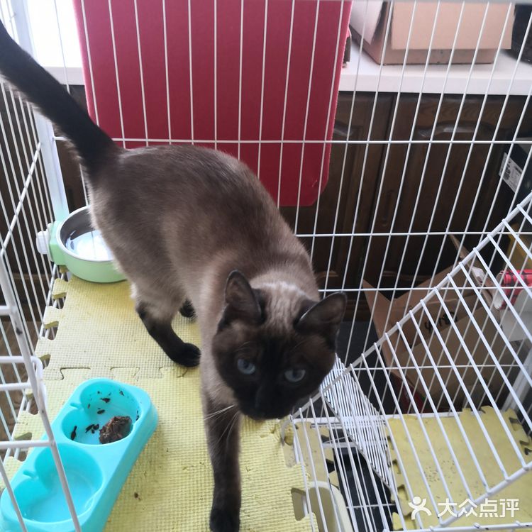 暹（xiān）罗猫是世界著名的短毛猫，也是短毛猫的代