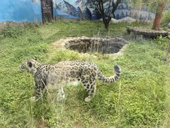 -青藏高原野生动物园