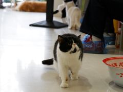 -平行世界·猫咖(首经贸店)