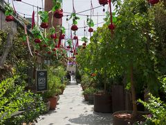 景观位-The Grounds of Alexandria