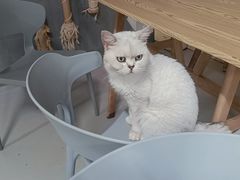 -豆逗聊愈猫阁Easy Life