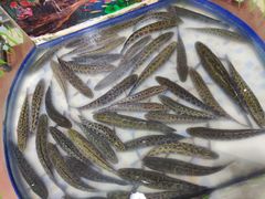 -景明轩•养生酸汤鱼火锅 云贵鲜菌 现舂野果酸汤(王寨小区店)