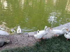 -西安市长乐公园