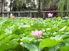 -四川大学(望江校区)