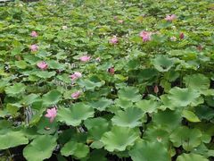 -微山湖红荷湿地景区